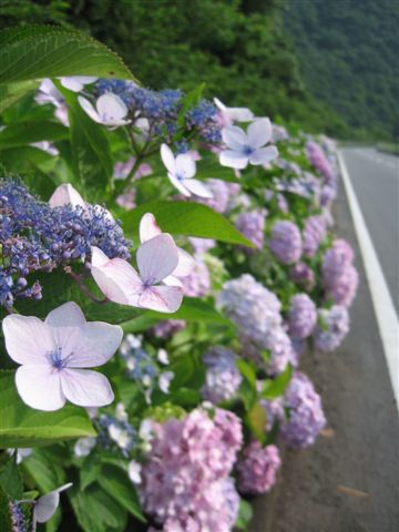 梅雨の道_c0144513_232197.jpg