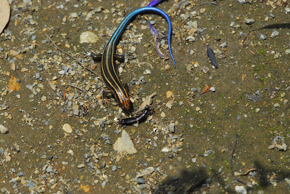 ニホントカゲが獲物をゲット！ : 『私のデジタル写真眼』