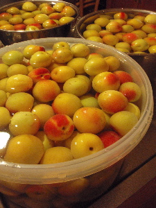 c0025422_20421461.jpg