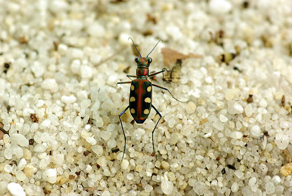 20080629 イナズマチョウの森 (マレーシア:ペナン島 20080629 イナズマチョウの森 (マレーシア:ペナン島