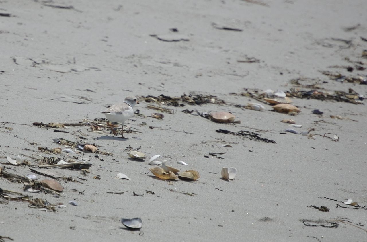 Piping Plover At The Beach フエコチドリ ファルマウスミー Piping Plover At The Beach フエコチドリ ファルマウスミー