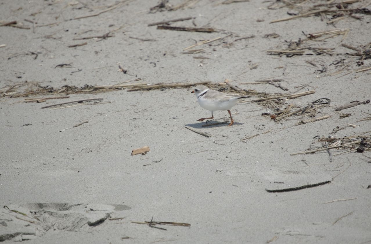 Piping Plover At The Beach フエコチドリ ファルマウスミー Piping Plover At The Beach フエコチドリ ファルマウスミー