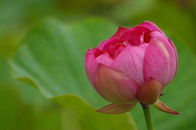 梅雨の合間に咲く蓮の花_d0043136_2051796.jpg