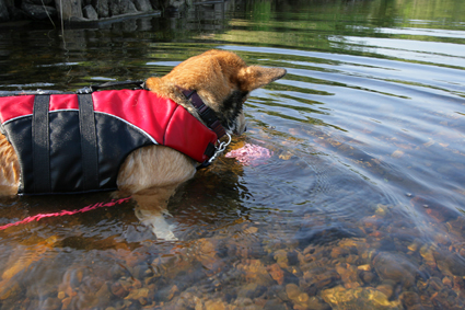 川泳ぎ　違いのわかる　犬となり_b0031538_038584.jpg