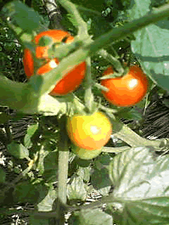a0044453_16324054.gif