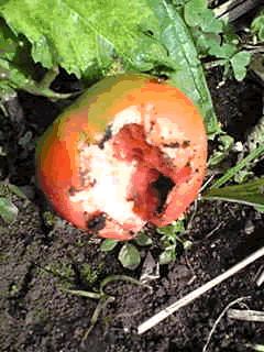 a0044453_16332152.gif