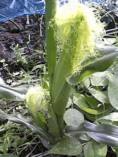 a0044453_16343227.gif