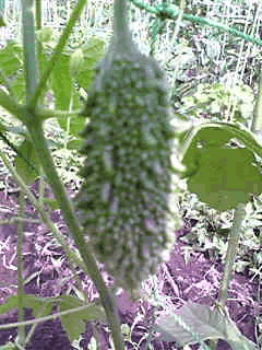 a0044453_1635586.gif