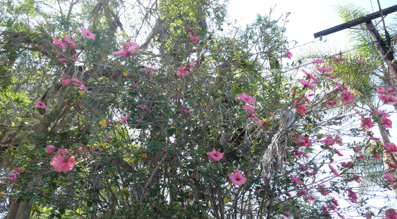 f0013255_83189.jpg