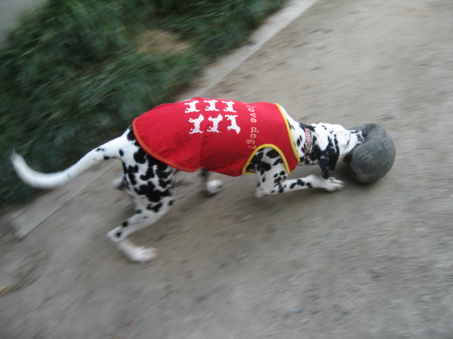 シナモンさん、番犬にはなれないフレンドリーなコに育っています！_b0107965_21213786.jpg