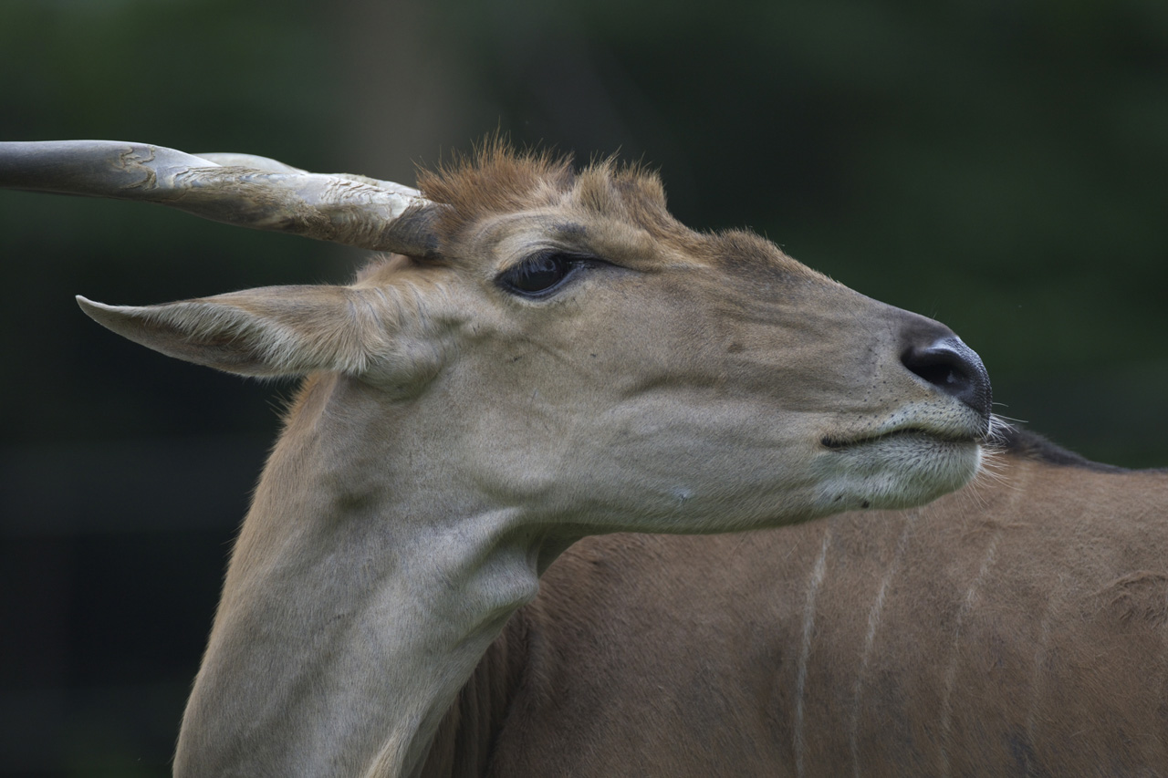 天王寺動物園476_e0060169_6371674.jpg