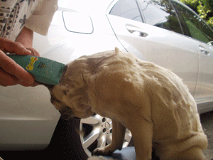 e0113473_0401215.gif