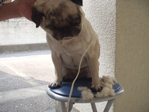 e0113473_053191.gif