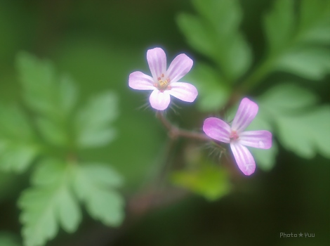 庭に咲いた花。_b0078874_13325318.jpg