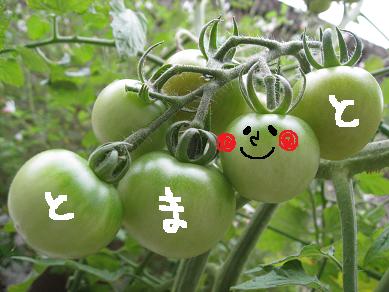 TOMATOさん_c0115178_18255199.jpg