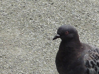 f0080385_21403670.jpg