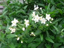 c0117898_1330985.jpg