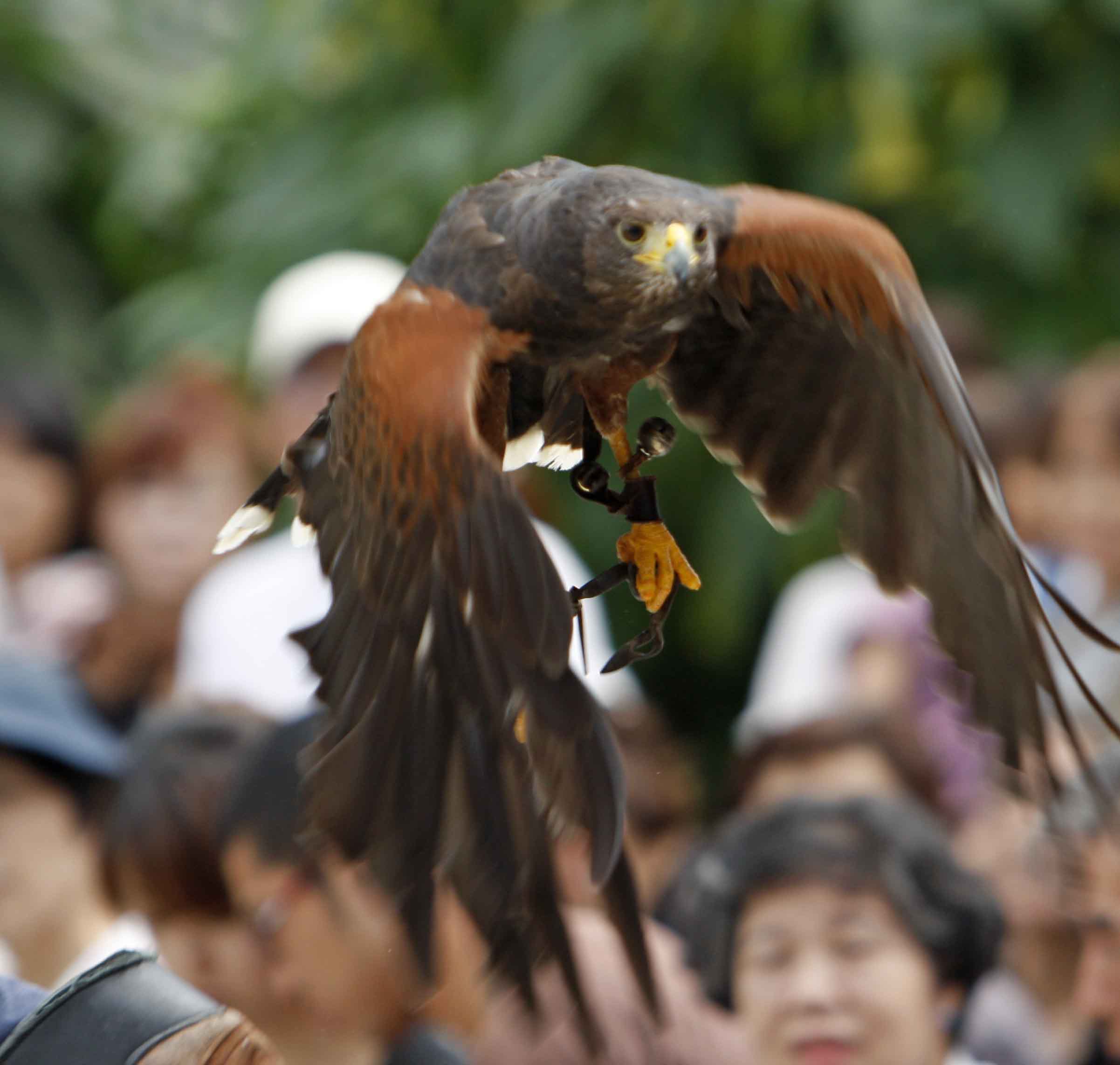 フクロウショー登場_a0104501_23225983.jpg