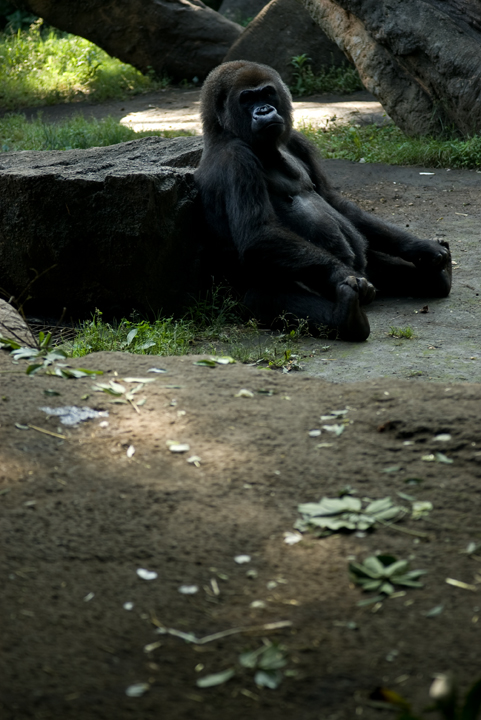 上野動物園。_c0120903_293892.jpg