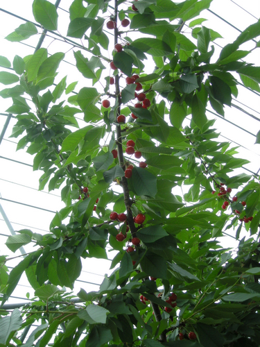 e0083204_1425314.jpg