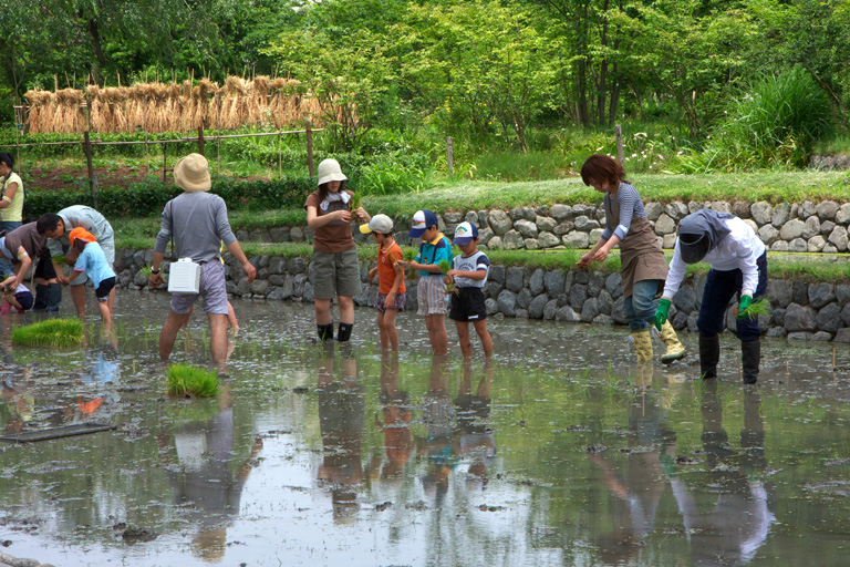 大都会の田植え_d0113707_7385371.jpg