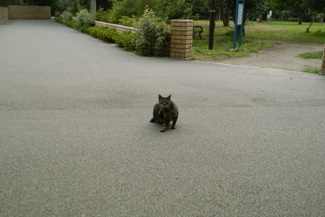 03 July 08　高輪亀塚公園／三田台公園にて_b0137311_044414.jpg