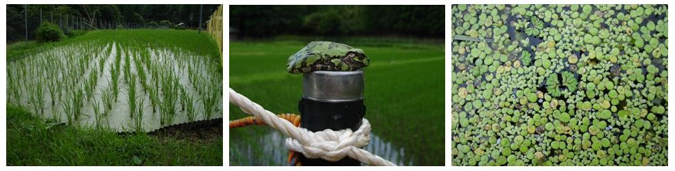 朝は、雨　　朽木小川・気象台より_c0044819_719142.jpg