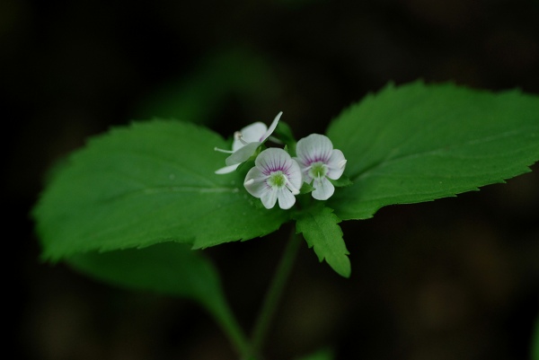 c0027027_220639.jpg