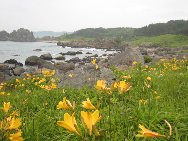 花の渚、種差海岸　～ニッコウキスゲ～_e0132433_1202466.jpg