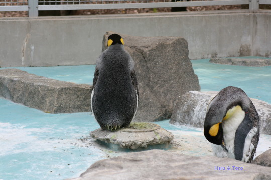 動物園にて＜オウサマペンギン＞_b0152234_20372646.jpg