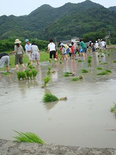 淡路へ田植え♪　夜は・・割烹　橙♪_b0110035_22484167.jpg