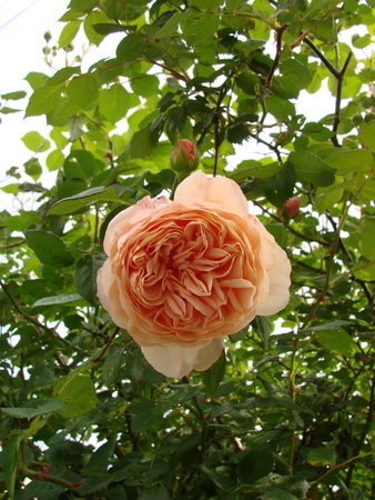 e0001735_76887.jpg