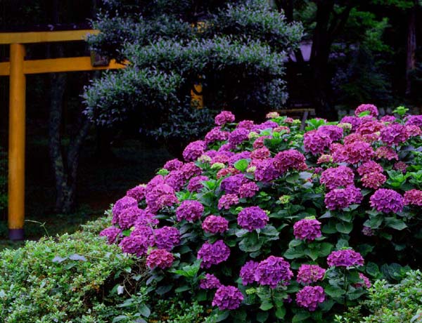 宇陀市　鳥見山公園　紫陽花_c0108146_22185826.jpg