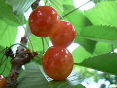 八ヶ岳南麓でさくらんぼ狩り_f0019247_16243233.jpg