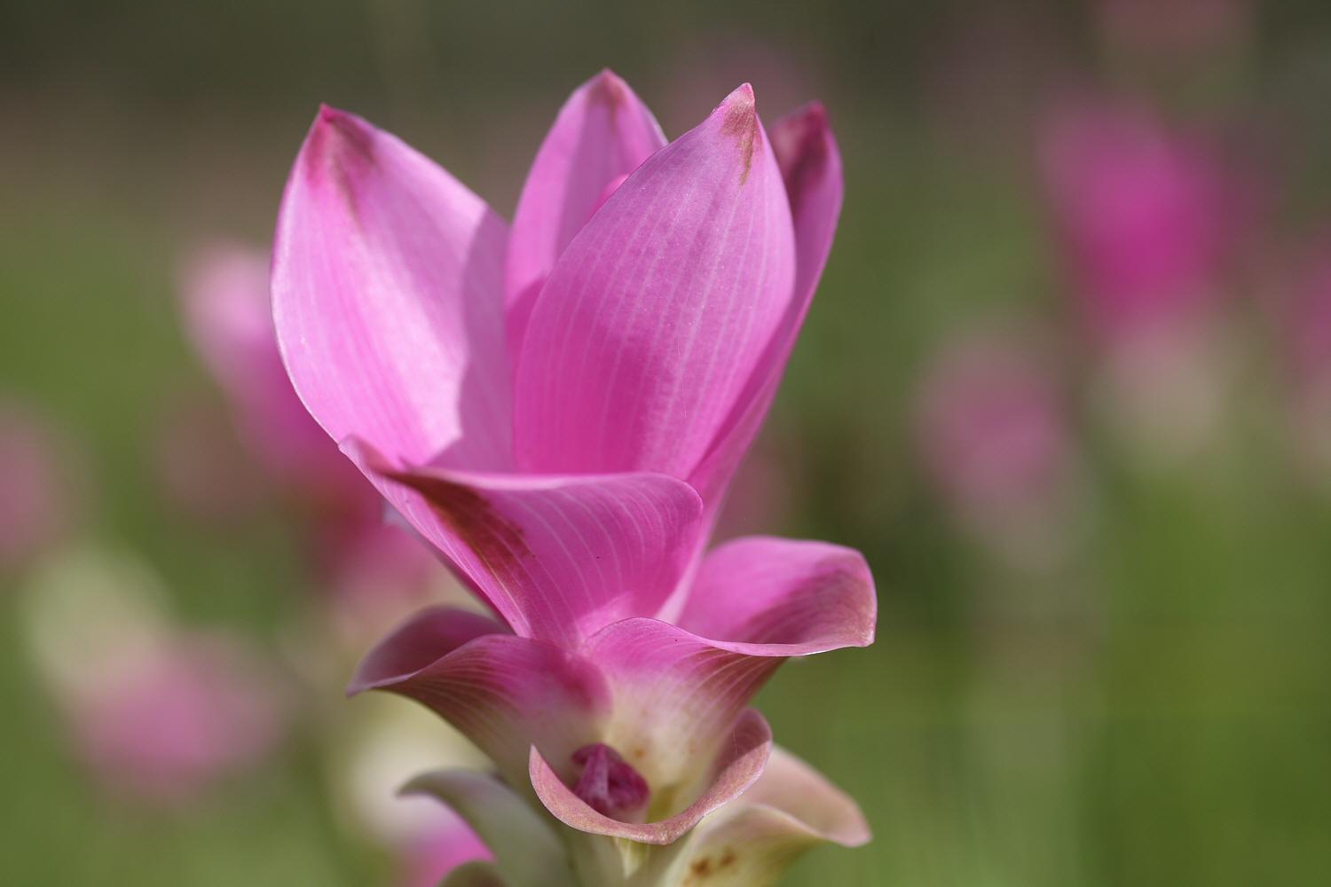 クルクマの花　その３　（２００８年７月４日）_a0094850_83760.jpg