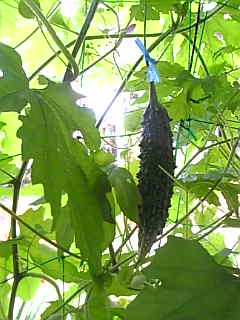 c0069552_82951100.jpg