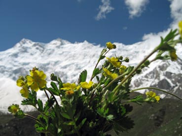ヒマラヤ･カラコルムの高山植物の花　今年も可憐に咲く2008_d0106555_14305246.jpg