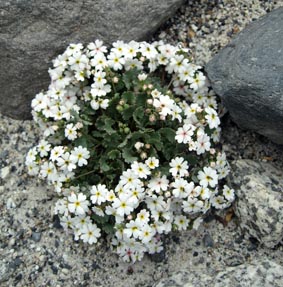 ヒマラヤ・カラコルムの高山植物の花 今年も可憐に咲く2008_d0106555_14315051.jpg