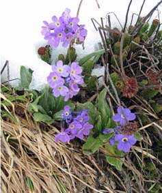 ヒマラヤ･カラコルムの高山植物の花　今年も可憐に咲く2008_d0106555_14321322.jpg