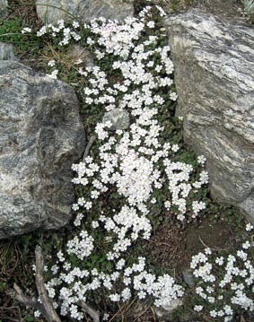 ヒマラヤ･カラコルムの高山植物の花　今年も可憐に咲く2008_d0106555_14325254.jpg