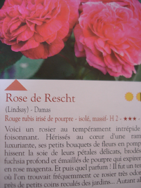 ギヨーのカタログより Rose De Rescht Mayumin S Rose Garden Table 小さな秘密の花園で ギヨーのカタログより Rose De Rescht Mayumin S Rose Garden Table 小さな秘密の花園で