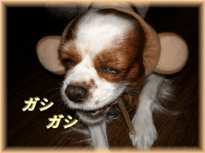 b0141756_17195957.gif