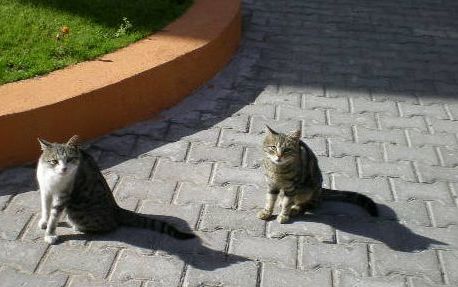 7月3日(木)トルコ旅行⑥続編・・・カッパドキア~アンカラ~サフランボル_f0060461_70446.jpg