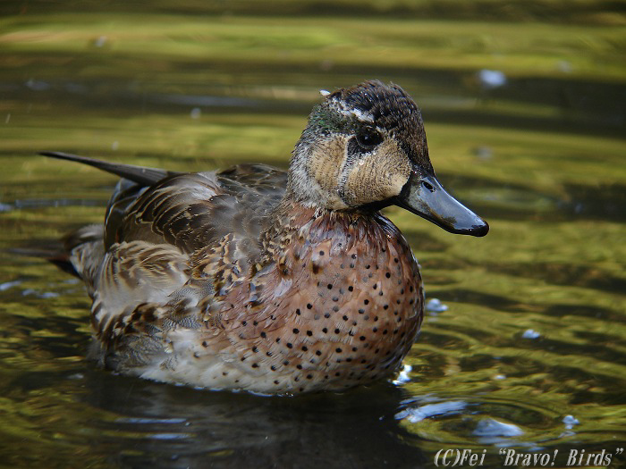 トモエガモ　　Baikal Teal/ Anas formosa _b0069564_2316324.jpg