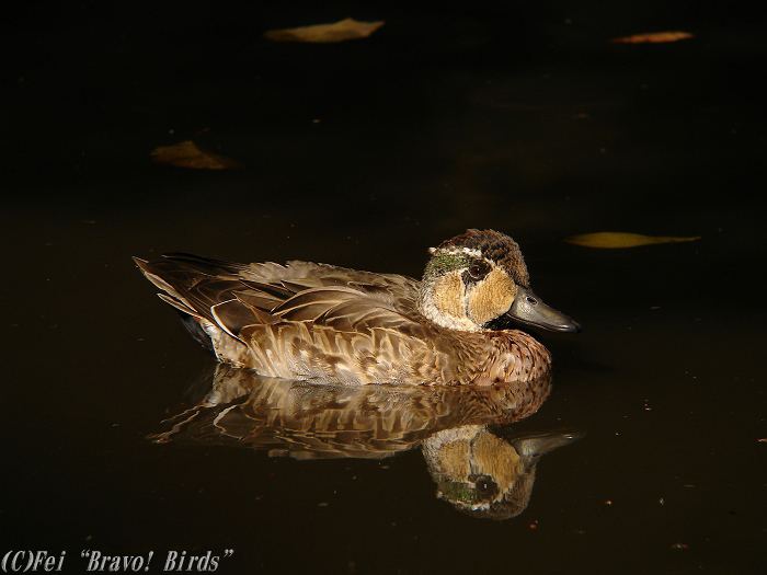 トモエガモ　　Baikal Teal/ Anas formosa _b0069564_231718100.jpg