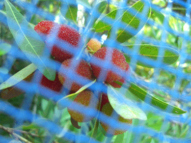a0086067_975517.gif