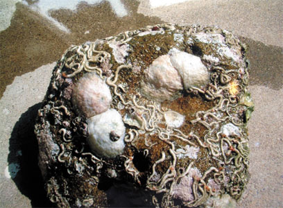 e0052268_13401.jpg