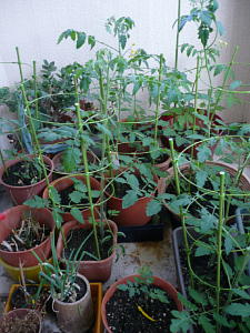 f0050468_16284553.jpg