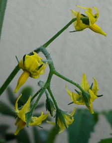 f0050468_16302591.jpg