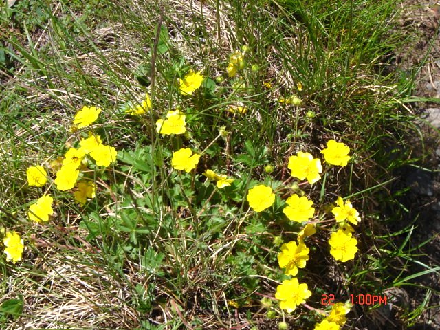 No.0350　スイス・アルプス山歩き　その８　高山の花々（続き）_f0104277_1404980.jpg